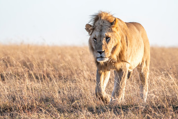 Naklejka premium Close up shot of male lion walking in savanna at sunrise, Maasai Mara national reserve
