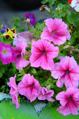 bouquet of purple flowers