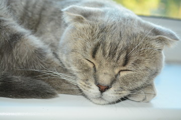 gray cat is sleeping