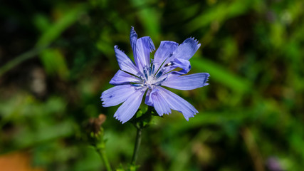 Common Chicory, Cichorium intybus, flower with blurred background macro, selective focus, shallow DOF