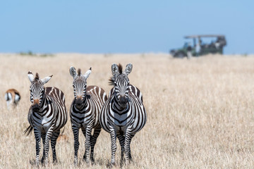 Group of zebras standing in order and feeding grasses in Maasai Mara