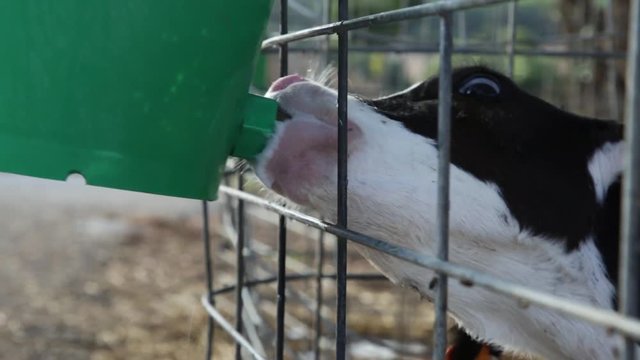 Ternera joven bebiendo agua en una jaula