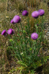 Musk or nodding thistle, Carduus nutans, flowers close-up with bokeh background, selective focus, shallow DOF