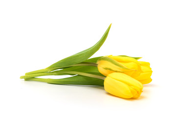 Yellow tulips on a white background