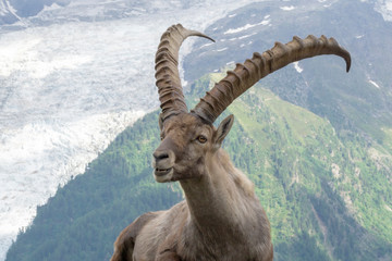 Alpine ibex on a background of mountains.