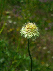 Cream Pincushions or Scabious, Scabiosa Ochroleuca, flower close-up, selective focus, shallow DOF