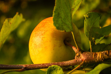 organic apples in the garden