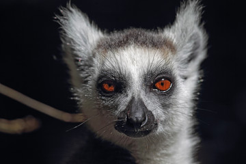 Close up of a Ring-tailed lemur (Lemur catta).