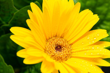 Obraz premium Yellow Gerbera daisy macro with water droplets on the petals. Gerbera close up. Flower background. Shallow depth of field. 