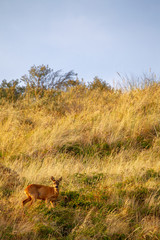 European roe deer (Capreolus capreolus) in the dunes on the East Frisian Island Juist in the North Sea, Germany.