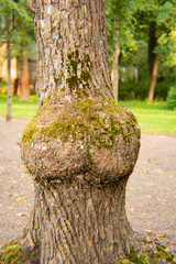 tree with buttocks