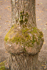tree with buttocks