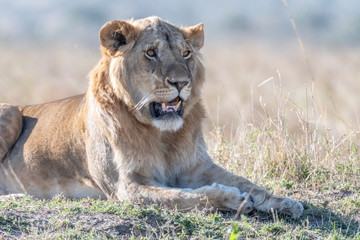Big male lion resting in daytime in Maasai Mara