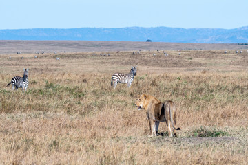Naklejka na ściany i meble Zebras standing little far from lion in Maasai Mara