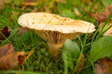 mushroom in the forest