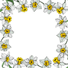 Vector White narcissus floral botanical flower. Engraved ink art on white background. Frame border ornament square.