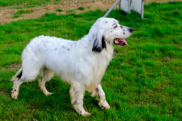 Outdoor Portrait of a wonderful English Setter, black and white