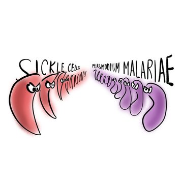 Sickle cells and Plasmodium malariae