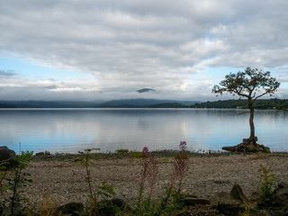 tree at a beautiful lake (loch lomond) with mountain in the background