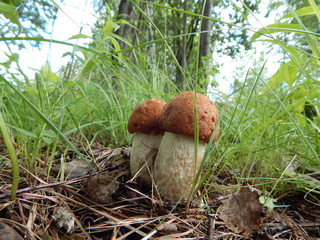 mushrooms in the forest