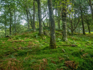 Obraz premium green forest with many ferns