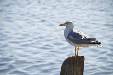Seagull with great pose