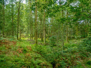 Fototapeta na wymiar green forest with many ferns