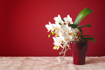 white small phalaenopsis orchid flower