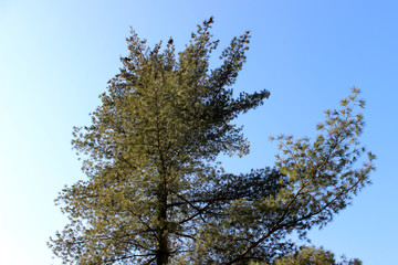 Sunny sky and treetop