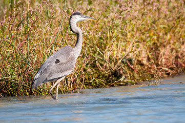 Great blue heron hunting for fishes 