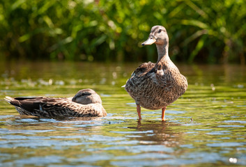 Fototapeta premium Mallard ducks resting on the shores of a river