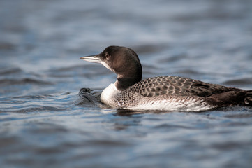 Juvenile common loon resting at the surface of a lake