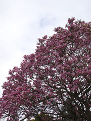 Tree of pink flowers