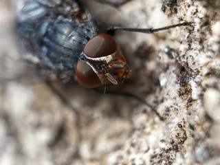 Amazing macro photography of fly