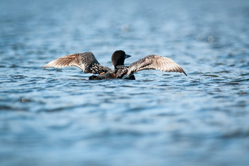 Common Loon stretching its wings at the surface of a lake.