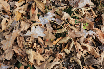 autumn oak leaves