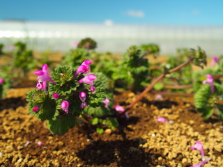 休耕地に咲く仏の座