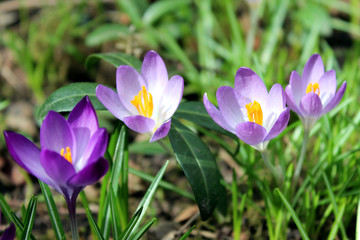 Group of violet crocuses