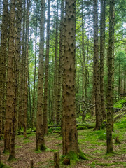 Fototapeta na wymiar standing tree trunks in a forest