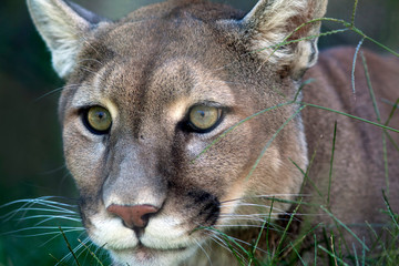 Mountain Lion Crouched in Grass