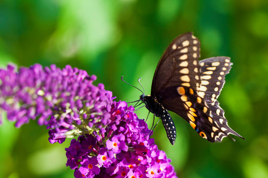 Black Swallowtail Butterfly © macropixel