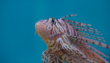 A Lionfish in the aquarium.