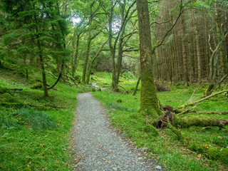 Fototapeta na wymiar hiking path through a green forest