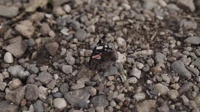 A small butterfly twitching and trying to rest on a rock as ites its wings