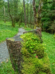 shamrocks on a treetrunk with pathway in background