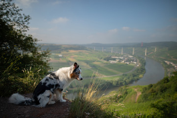 the dog sits and looks into the precipice. Pet in the mountains. Traveling dog. Australian Shepherd
