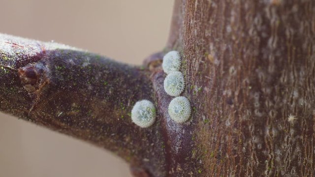 Brown Hairstreak Egg on Blackthorn