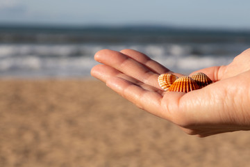 Shells on the beach. Seashells in woman's hand. Collecting empty shells, taking shells from the...