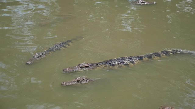 Close up Crocodile at the national park with 4K resolution. Wildlife animal concept.