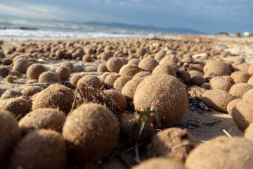 Fototapeta na wymiar Posidonia Oceanica, fuzzy algal sea balls, funny kiwi like balls on Mallorca beaches